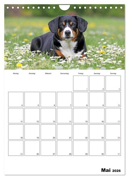 Produktbild: Entlebucher Sennenhunde begleiten Sie durch das Jahr (Wandkalender 2026 DIN A4 hoch), CALVENDO Monatskalender