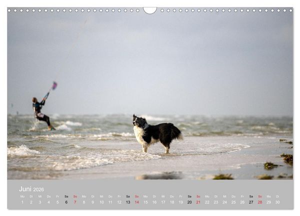 Produktbild: Australian Shepherd 2026 (Wandkalender 2026 DIN A3 quer), CALVENDO Monatskalender