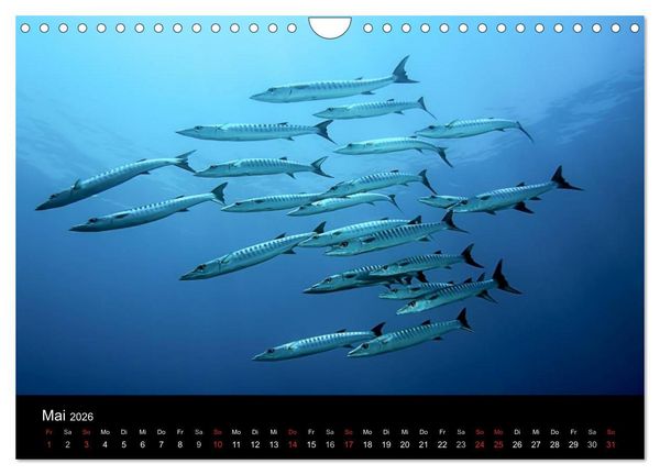 Produktbild: Fischschw&auml;rme (Wandkalender 2026 DIN A4 quer), CALVENDO Monatskalender