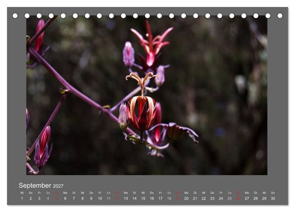 Produktbild: Madeiras Blumenwelt (Tischkalender 2027 DIN A5 quer), CALVENDO Monatskalender