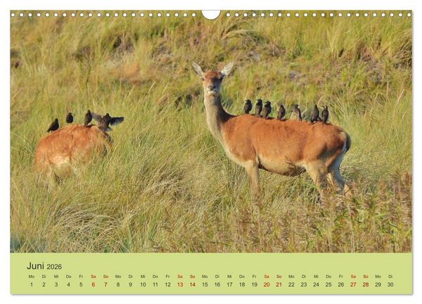 Produktbild: K&uuml;sten Hirsche - Rotwild auf dem Dar&szlig; (Wandkalender 2026 DIN A3 quer), CALVENDO Monatskalender