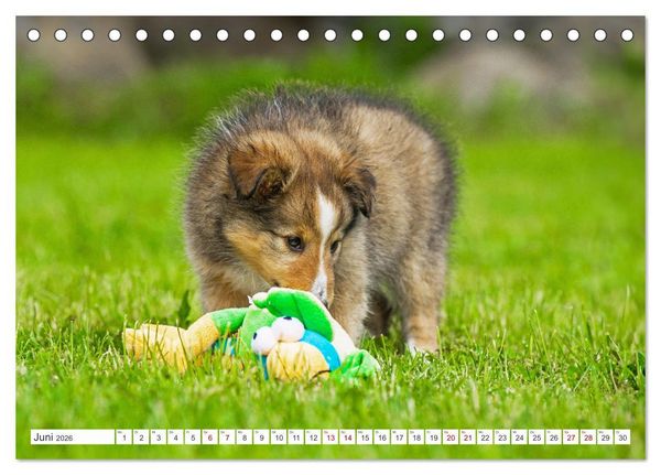 Produktbild: Sheltie - Ein St&uuml;ck vom Gl&uuml;ck (Tischkalender 2026 DIN A5 quer), CALVENDO Monatskalender