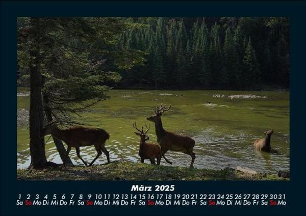 Produktbild: Waldbewohner 2025 Fotokalender DIN A5