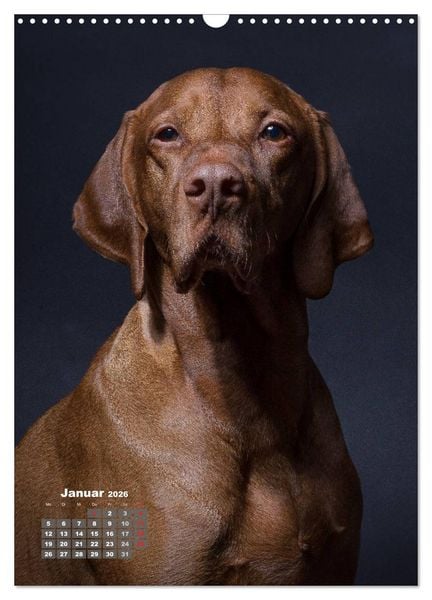 Produktbild: Treue Wegbegleiter, Hunde im Portrait. (Wandkalender 2026 DIN A3 hoch), CALVENDO Monatskalender