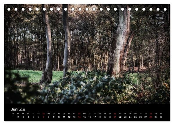 Produktbild: Mystische W&auml;lder (Tischkalender 2026 DIN A5 quer), CALVENDO Monatskalender