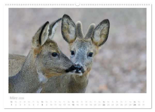 Produktbild: Rehwild 2026 (hochwertiger Premium Wandkalender 2026 DIN A2 quer), Kunstdruck in Hochglanz