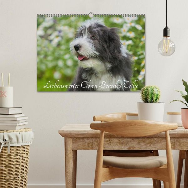 Produktbild: Liebenswerter Clown Bearded Collie (Wandkalender 2026 DIN A3 quer), CALVENDO Monatskalender