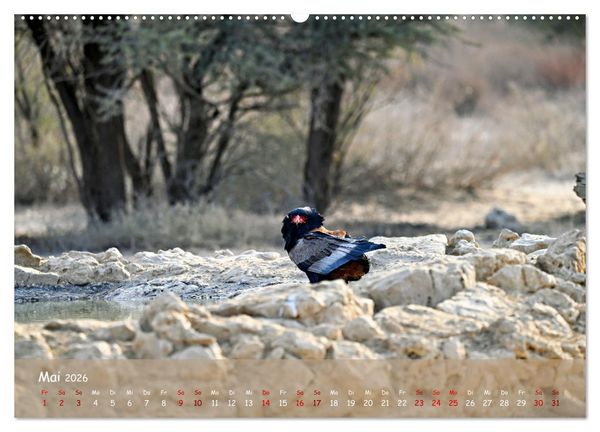 Produktbild: Kgalagadi - Fauna und Wildtiere in der Kalahari (hochwertiger Premium Wandkalender 2026 DIN A2 quer), Kunstdruck in Hochglanz