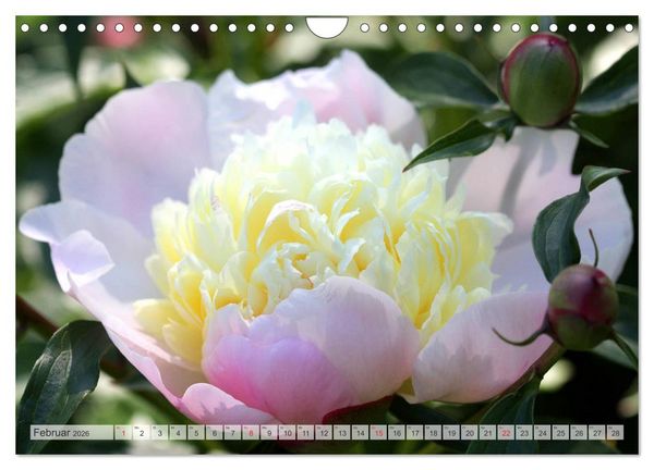 Produktbild: PFINGSTROSEN Rosen ohne Dornen (Wandkalender 2026 DIN A4 quer), CALVENDO Monatskalender