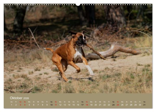 Produktbild: Boxer - charmante Herzensbrecher (Wandkalender 2026 DIN A2 quer), CALVENDO Monatskalender