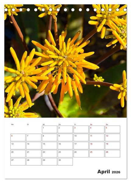Produktbild: Dornige Sch&ouml;nheiten - Kakteen und Sukkulenten (Tischkalender 2026 DIN A5 hoch), CALVENDO Monatskalender