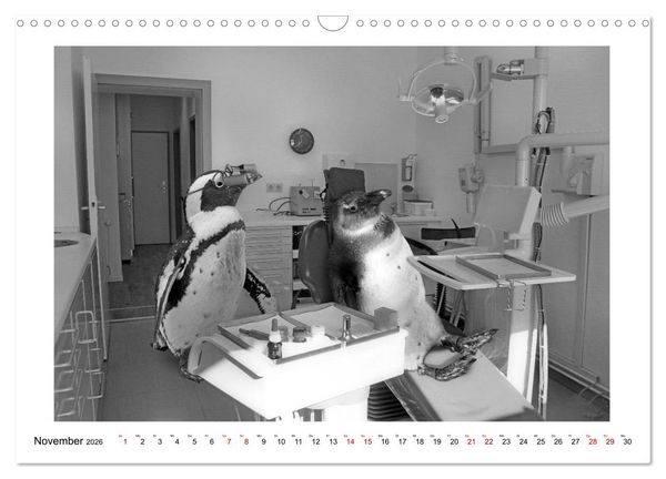 Produktbild: Pinguine privat (Wandkalender 2026 DIN A3 quer), CALVENDO Monatskalender