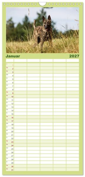 Produktbild: Familienplaner 2027 - ausdrucksvolle Holl&auml;ndische Sch&auml;ferhunde mit 5 Spalten (Wandkalender, 21 x 45 cm) CALVENDO