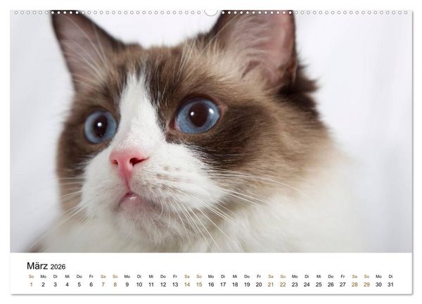Produktbild: Ragdolls (hochwertiger Premium Wandkalender 2026 DIN A2 quer), Kunstdruck in Hochglanz