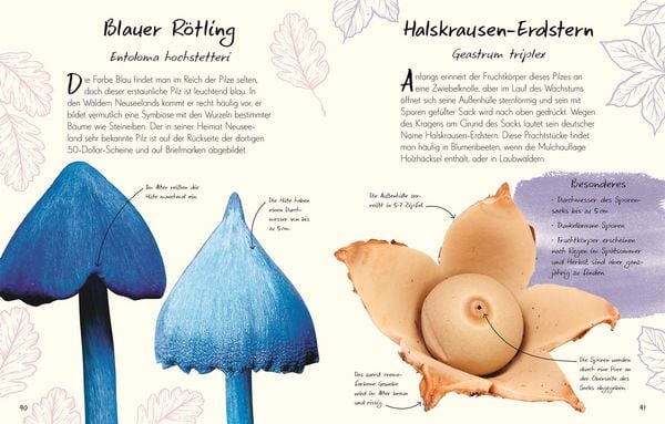 Produktbild: Wundervolle Welt &ndash; Kleine Sch&auml;tze. Pilze