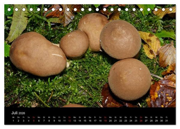 Produktbild: Pilze, Pilze (Tischkalender 2026 DIN A5 quer), CALVENDO Monatskalender