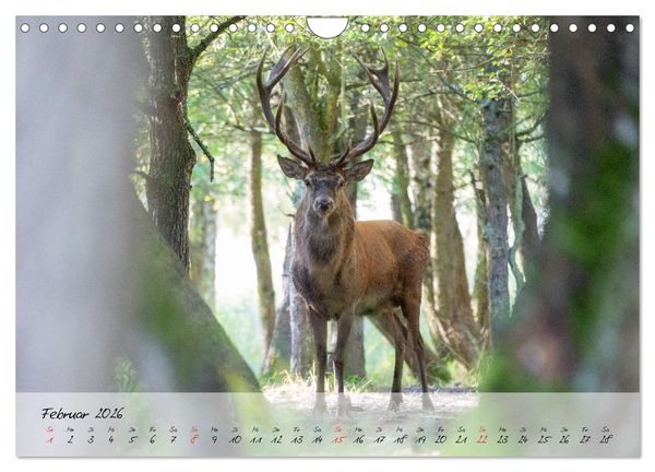 Produktbild: Rotwild - im Naturparadies der Mecklenburgischen Seenplatte (Wandkalender 2026 DIN A4 quer), CALVENDO Monatskalender
