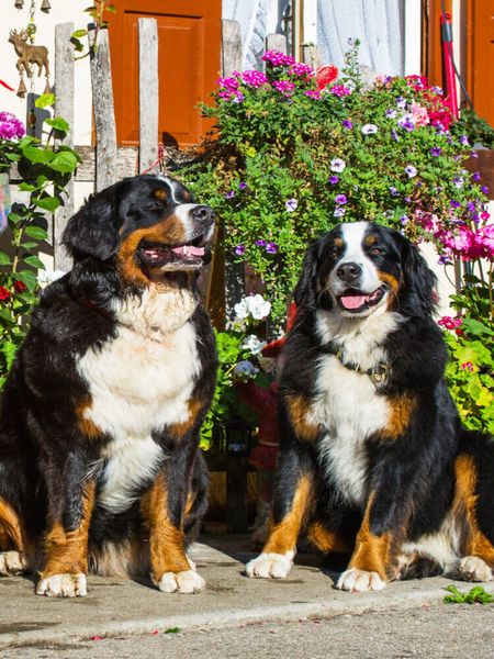 Produktbild: CALVENDO Puzzle Berner Sennenhunde vor einem Bauernhaus | 1000 Teile Lege-Gr&ouml;&szlig;e 64x48cm Foto-Puzzle f&uuml;r gl&uuml;ckliche Stunden