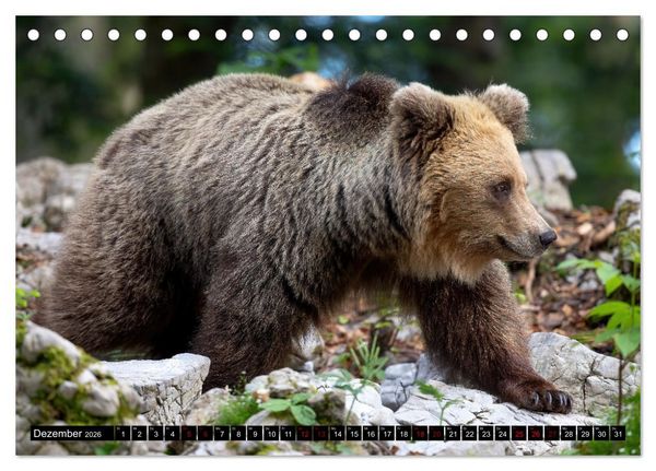 Produktbild: Lautlos in den W&auml;ldern Sloweniens (Tischkalender 2026 DIN A5 quer), CALVENDO Monatskalender