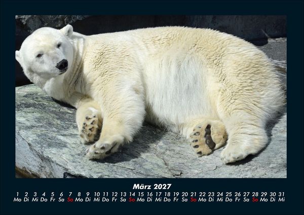 Produktbild: Pinguine & Eisb&auml;ren 2027 Fotokalender DIN A4