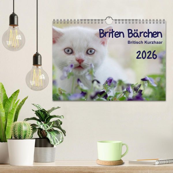 Produktbild: Briten B&auml;rchen &ndash; Britsch Kurzhaar 2026 (Wandkalender 2026 DIN A4 quer), CALVENDO Monatskalender