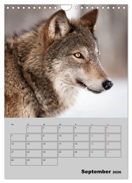 Produktbild: Wolf-Gesichter (Wandkalender 2026 DIN A4 hoch), CALVENDO Monatskalender