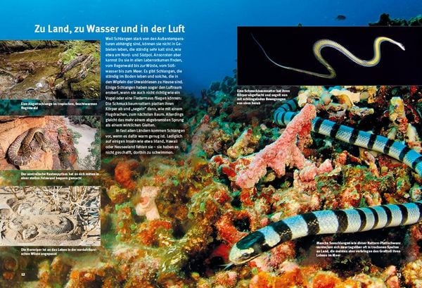 Produktbild: Entdecke die Schlangen