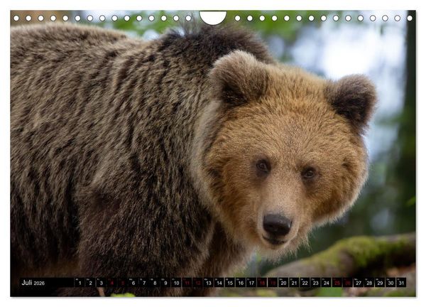 Produktbild: Lautlos in den W&auml;ldern Sloweniens (Wandkalender 2026 DIN A4 quer), CALVENDO Monatskalender