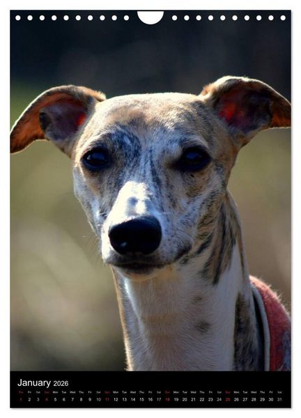 Produktbild: Beautiful Whippets (Wall Calendar 2026 DIN A4 portrait), CALVENDO 12 Month Wall Calendar
