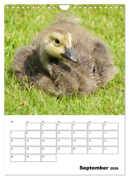 Produktbild: Gl&uuml;ckliche G&auml;nse (Wandkalender 2026 DIN A4 hoch), CALVENDO Monatskalender