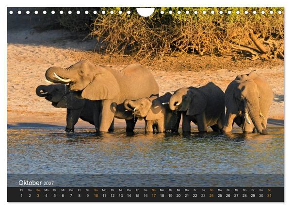 Produktbild: Elefanten (Wandkalender 2027 DIN A4 quer), CALVENDO Monatskalender