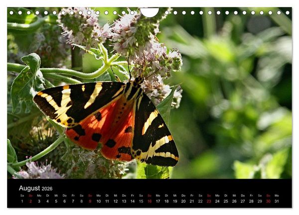 Produktbild: Heimische Schmetterlinge (Wandkalender 2026 DIN A4 quer), CALVENDO Monatskalender