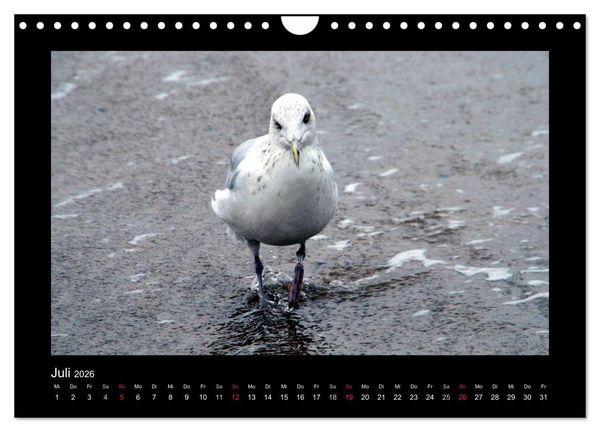 Produktbild: An der Nordsee (Wandkalender 2026 DIN A4 quer), CALVENDO Monatskalender