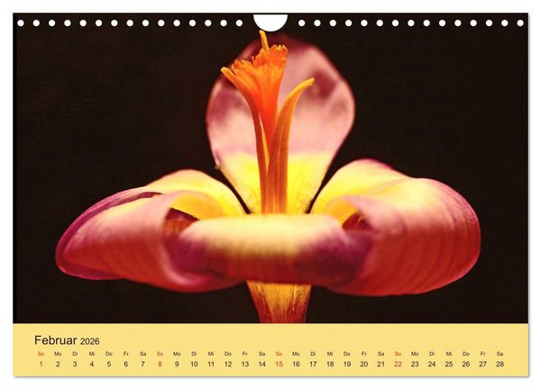 Produktbild: Fantastische Reise in die Welt der Blumen (Wandkalender 2026 DIN A4 quer), CALVENDO Monatskalender