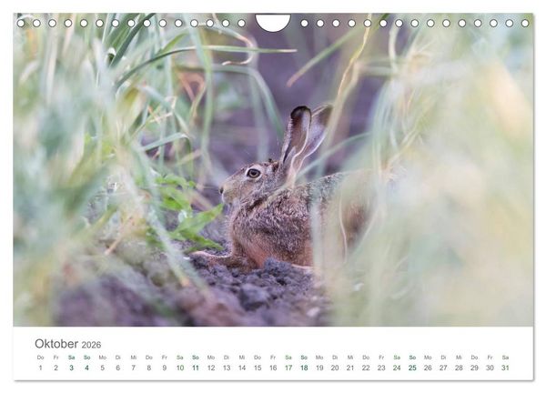Produktbild: Feldhasen - dem Langohr auf der Spur (Wandkalender 2026 DIN A4 quer), CALVENDO Monatskalender