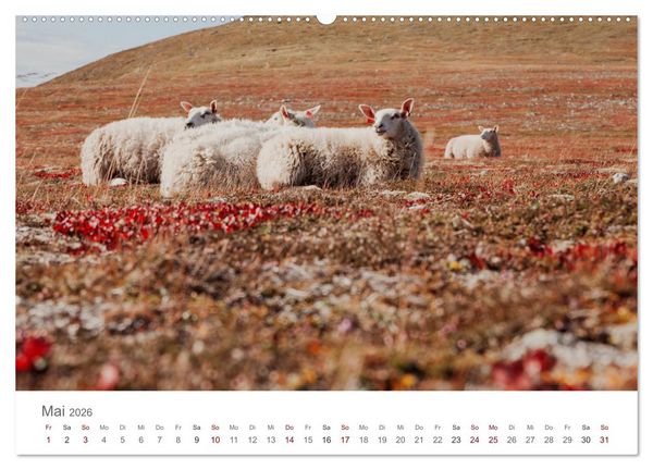 Produktbild: Schafe - Weich und wollig (hochwertiger Premium Wandkalender 2026 DIN A2 quer), Kunstdruck in Hochglanz