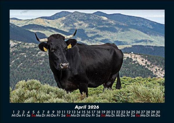Produktbild: Kuhkalender 2026 Fotokalender DIN A5