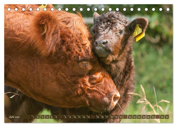 Produktbild: Galloway K&auml;lbchen - Liebenswert und lockig (Tischkalender 2026 DIN A5 quer), CALVENDO Monatskalender