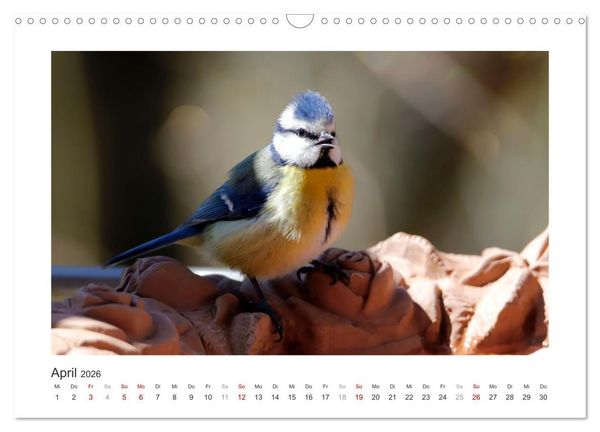 Produktbild: Gefiederte Garteng&auml;ste, Blaumeisen (Wandkalender 2026 DIN A3 quer), CALVENDO Monatskalender