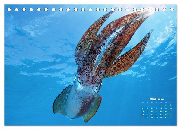 Produktbild: Tiere des Meeres: Faszination Tauchen (Tischkalender 2026 DIN A5 quer), CALVENDO Monatskalender