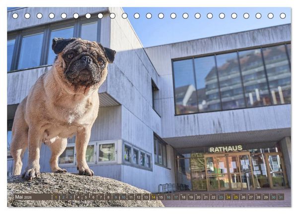 Produktbild: Reinbek mopsfidel (Tischkalender 2026 DIN A5 quer), CALVENDO Monatskalender