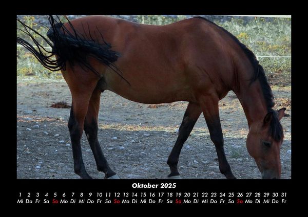 Produktbild: Pferde Kalender 2025 Fotokalender DIN A3
