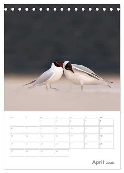 Produktbild: M&ouml;wen - die V&ouml;gel der K&uuml;ste (Tischkalender 2026 DIN A5 hoch), CALVENDO Monatskalender