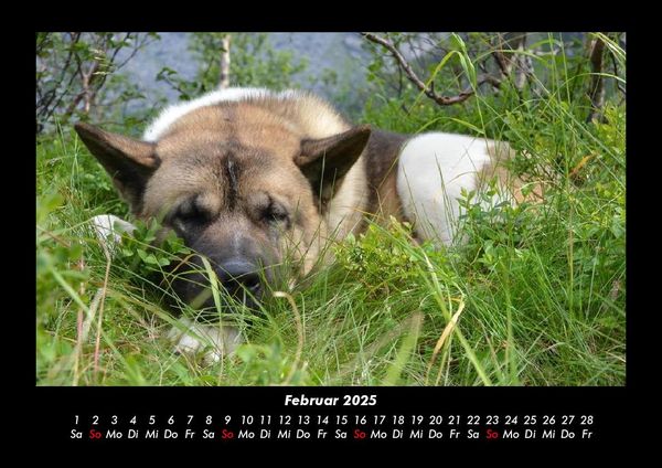 Produktbild: Der Hundekalender 2025 Fotokalender DIN A3