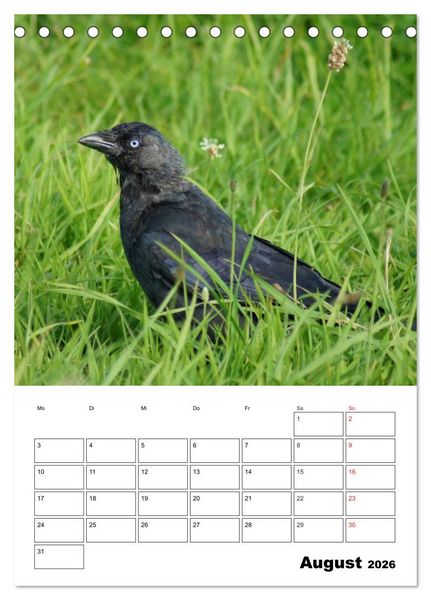 Produktbild: Rabenv&ouml;gel Terminplaner (Tischkalender 2026 DIN A5 hoch), CALVENDO Monatskalender