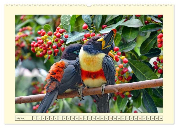 Produktbild: Toucans - clowns of the jungle (Wall Calendar 2026 DIN A2 landscape), CALVENDO 12 Month Wall Calendar