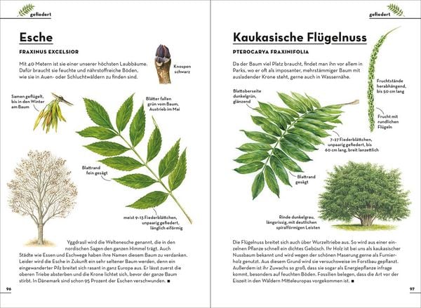 Produktbild: Einfach B&auml;ume