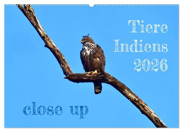 Tiere Indiens close up (Wandkalender 2026 DIN A2 quer), CALVENDO Monatskalender
