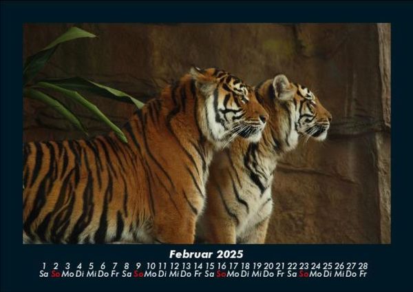 Produktbild: Tiger 2025 Fotokalender DIN A5