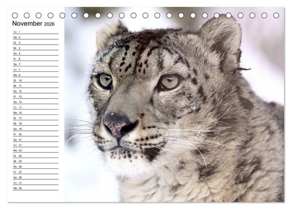 Produktbild: Leoparden. Elegante J&auml;ger (Tischkalender 2026 DIN A5 quer), CALVENDO Monatskalender